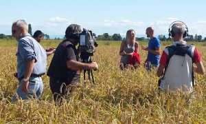 linea verde novarese