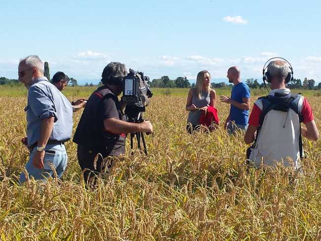 linea verde novarese