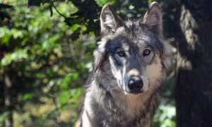 lupos