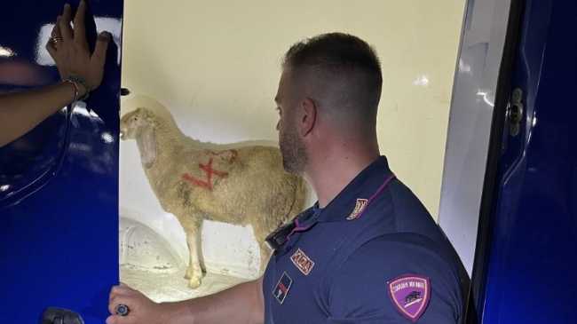 maltrattamento pecora