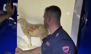 maltrattamento pecora