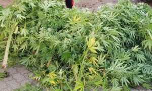 marijuana vespolate