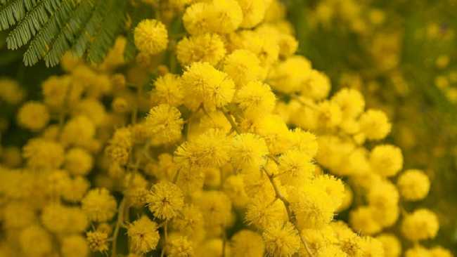 mimosa2