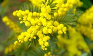 mimosa