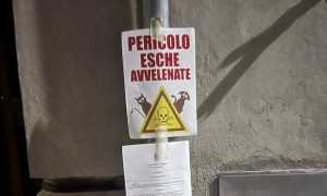 momo esche avvelenate