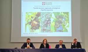 novara tavolo popillia japonica