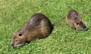 nutrie