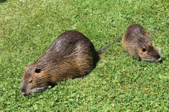 nutrie