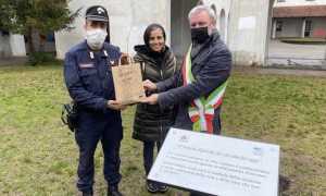 oleggio albero falcone