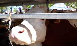 oleggio fiera agricola