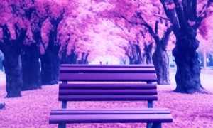 panchina viola epilessia