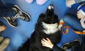 pet therapy zoe