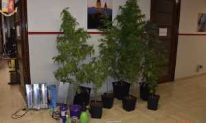 piante marijuana sequestrate