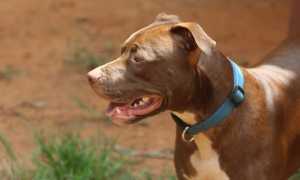 pitbull