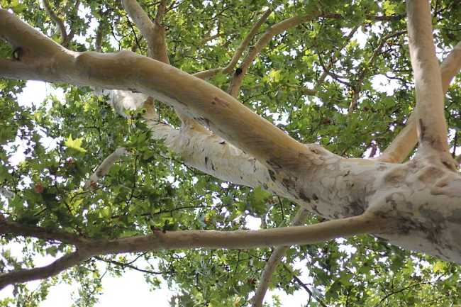 platanus acerifolia