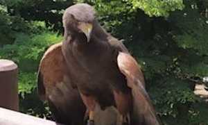 poiana harris novara