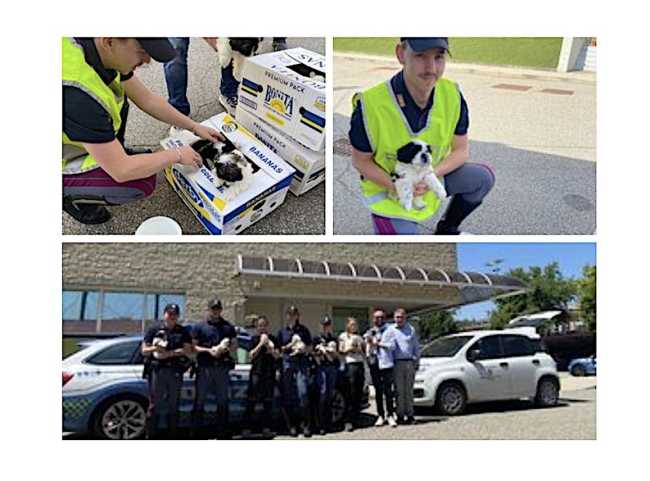 polstrada cagnolini salvati giu 25