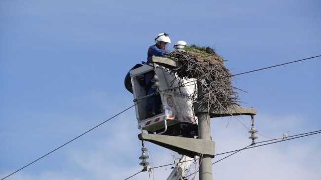 proh piattaforma cicogne