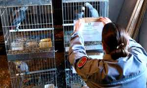 sequestro pappagalli