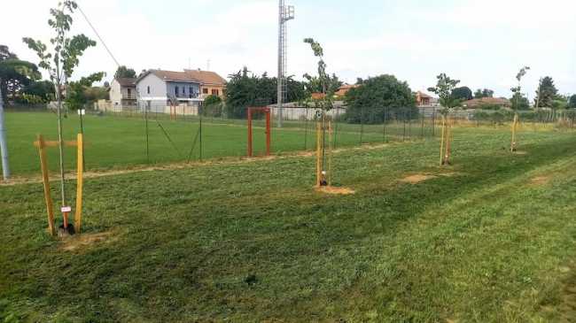 sozzago adotta un albero