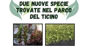 specie parco ticino
