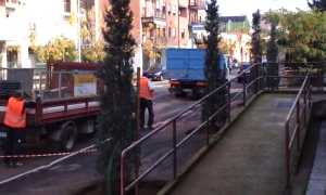 trecate piantumazione