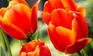 tulipani
