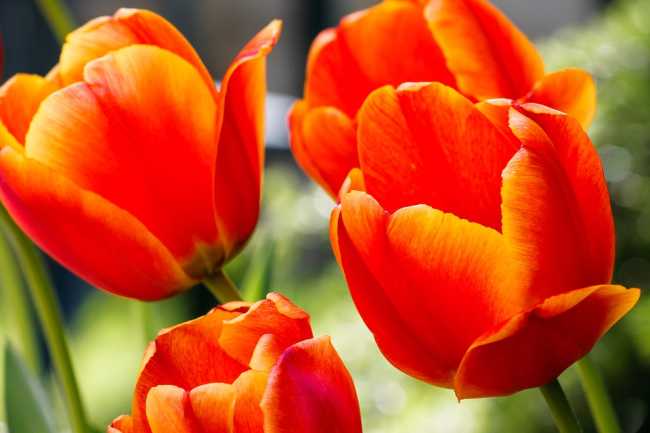 tulipani