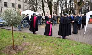 ulivo palatucci novara