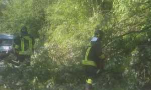 vigili del fuoco albero