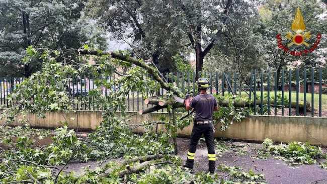 vigili fuoco maltempo pianta