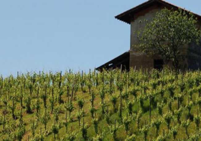 vite viticoltura vino