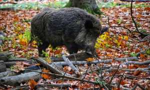 wild boar gbb49b543c 640