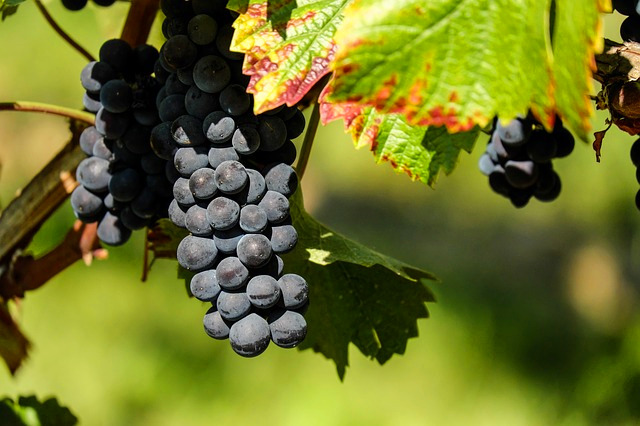 grapes 1696921 640