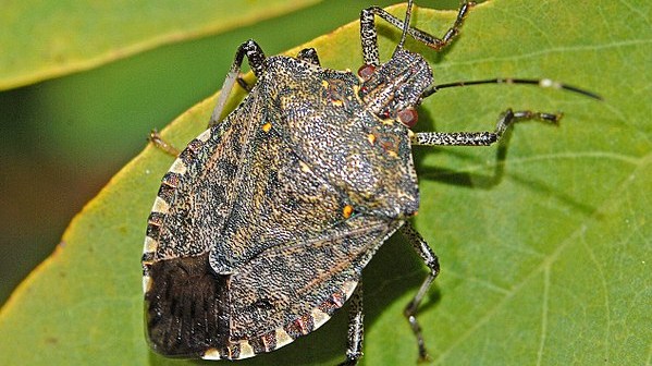 cimice asiatica