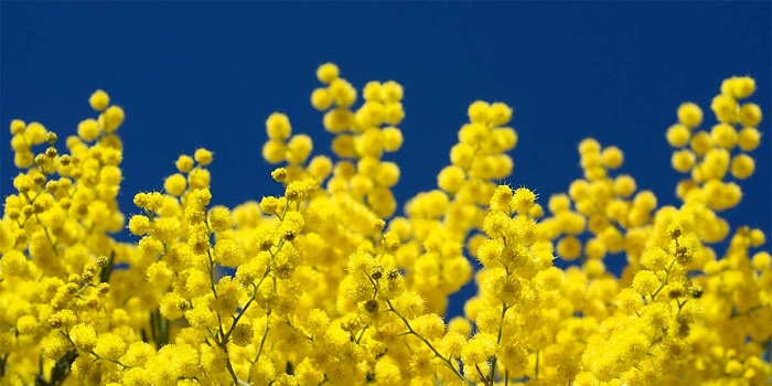 Donne biellesi per la festa della donna