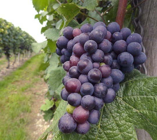 Marano Ticino, torna la "Festa delle Vigne"