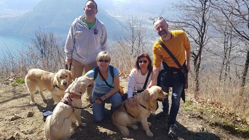 golden retriever novara