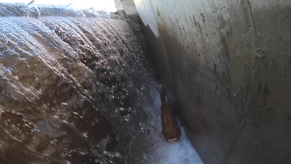 capriola recetto miletta