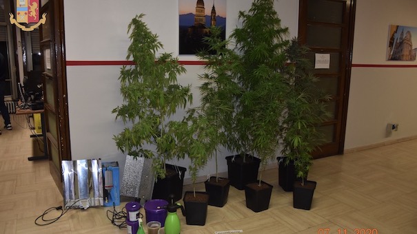 piante marijuana sequestrate