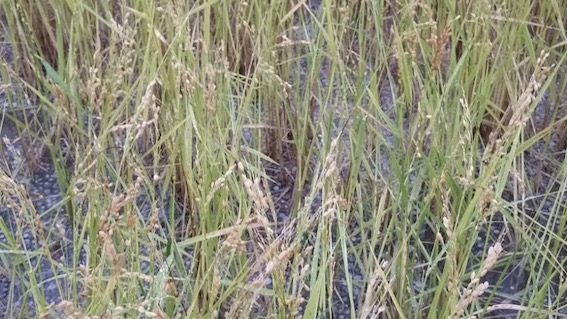 grandine danni risaie