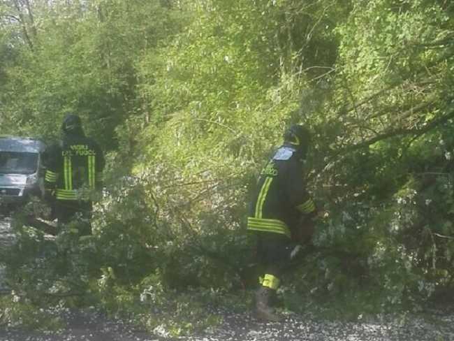 vigili del fuoco albero
