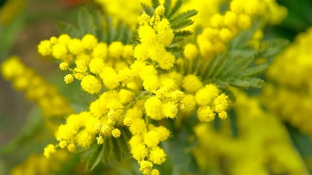 mimosa fiori foto