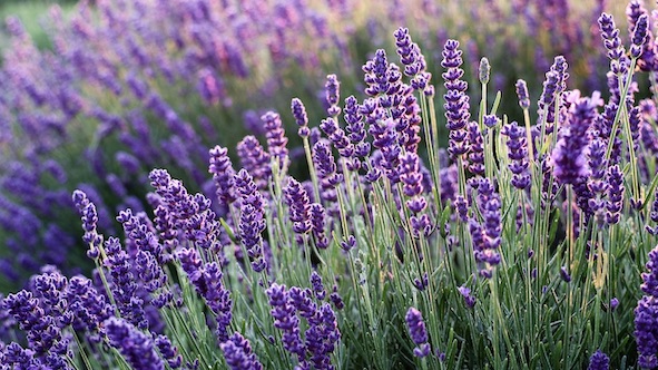 lavanda fiori