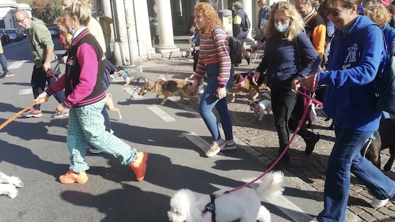 cani passeggio