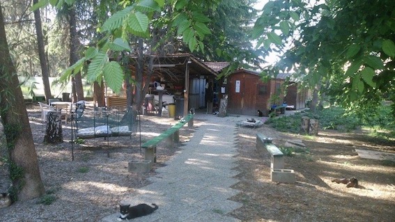 trecate oasi felina
