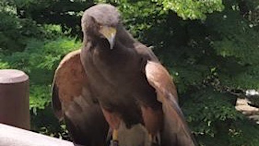 poiana harris novara