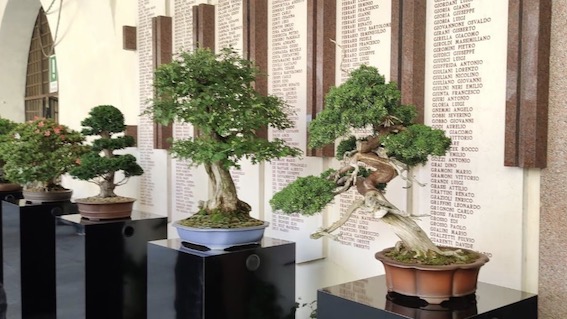 bonsai 1