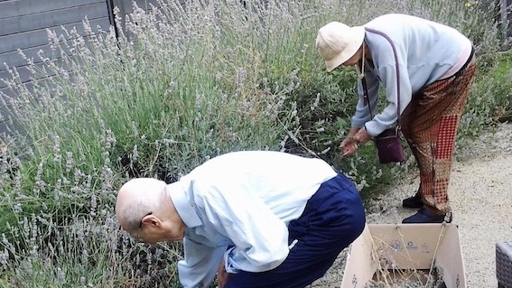 giardino protetto lavanda
