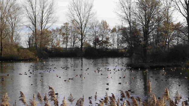 palude casalbeltrame